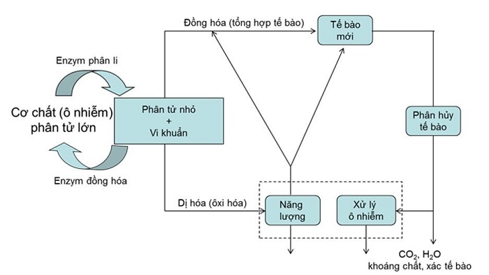 phuong-phap-vi-sinh-vat-hieu-khi-trong-xu-ly-nuoc-thai